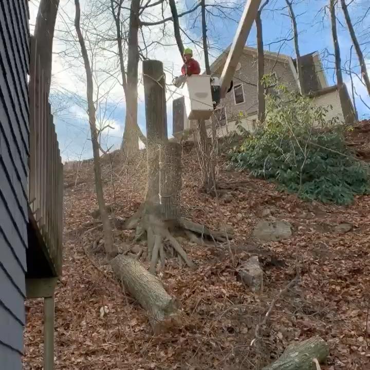 Tree Removal in Cheshire CT by Redbone Turf and Tree, LLC.