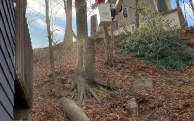 Southington, CT | How Much Does Tree Removal Costs? | Hiring A Tree Removal Company | Tree Removal Service Near Me