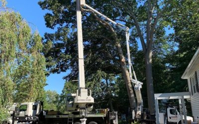 Southington, CT | Best Tree Service Near Me | Tree Removal | Tree Trimming | Tree Pruning