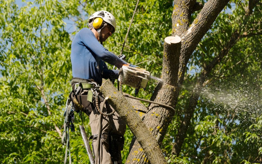 Southington, CT Tree Removal Project