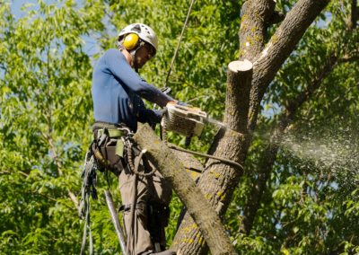 Southington, CT Tree Removal Project