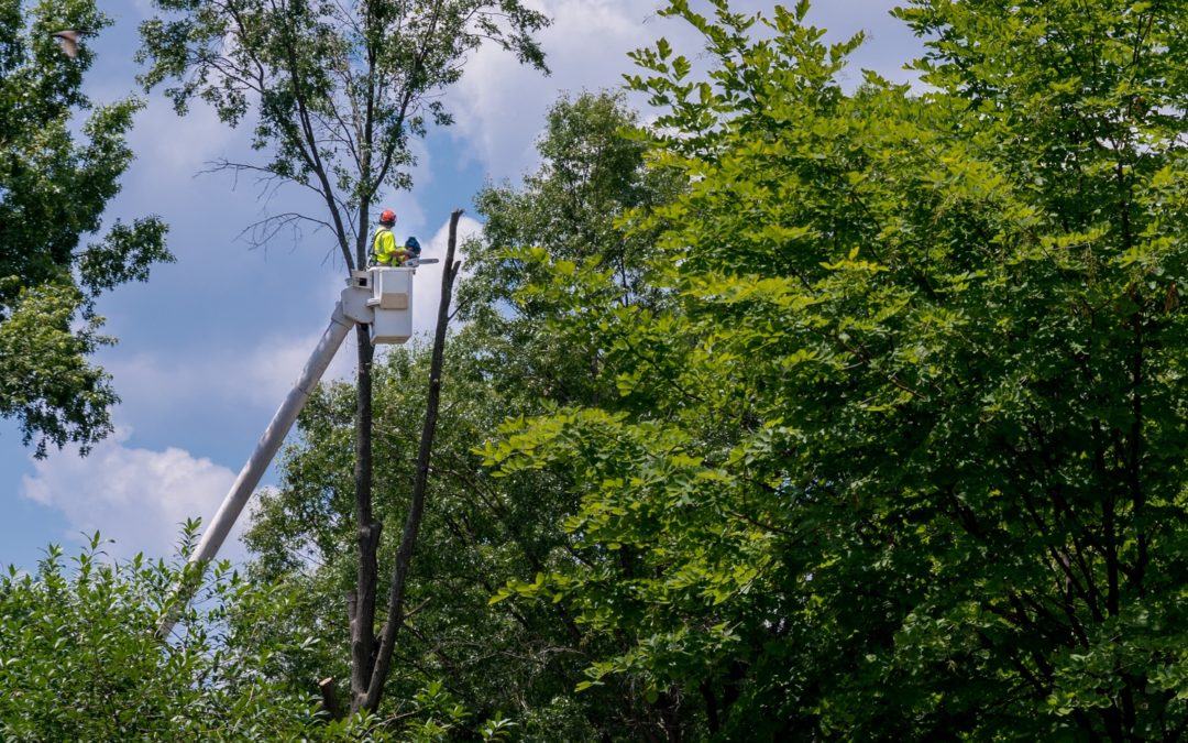 Southington, CT - Large Tree Removal Project