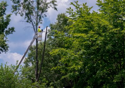 Southington, CT - Large Tree Removal Project