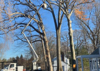 Meriden, CT Tree Removal Project