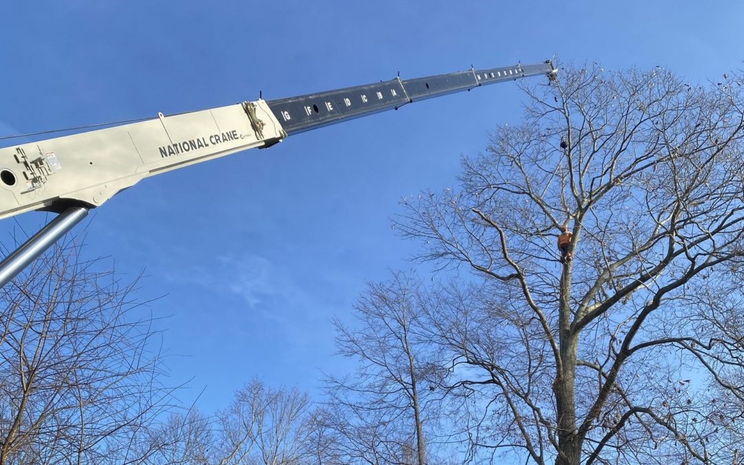 Tree Removal Service in Meriden, CT