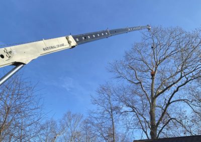 Tree Removal Service in Meriden, CT