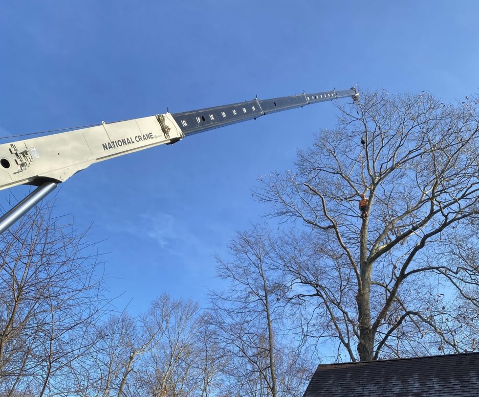 Meriden CT Affordable Tree Removal Tree Service Removal Near Me