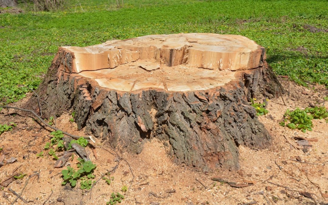 Cheshire, CT | Best Stump Removal & Stump Grinding Services