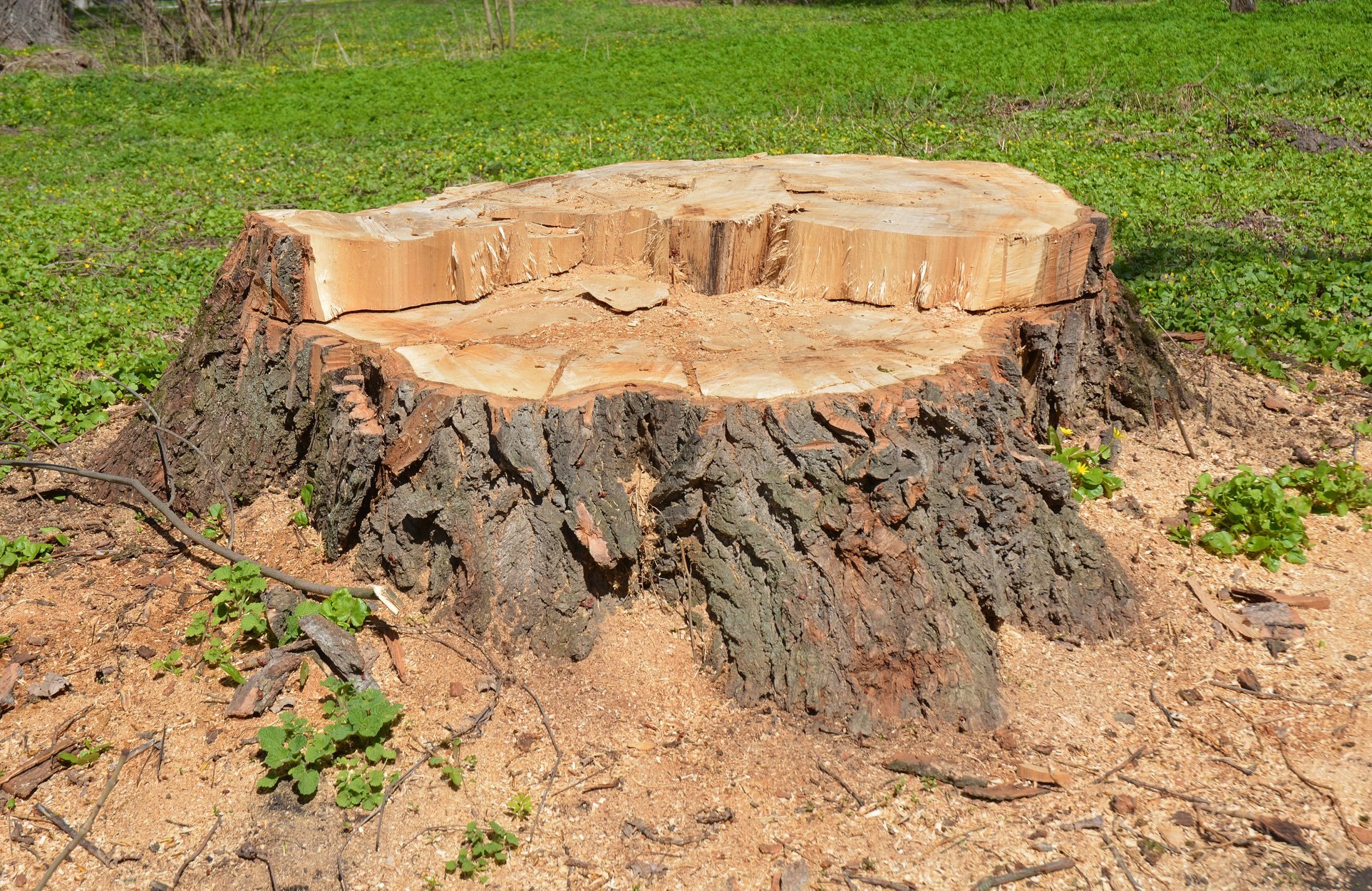 Best Stump Grinding and Removal in Cheshire, CT