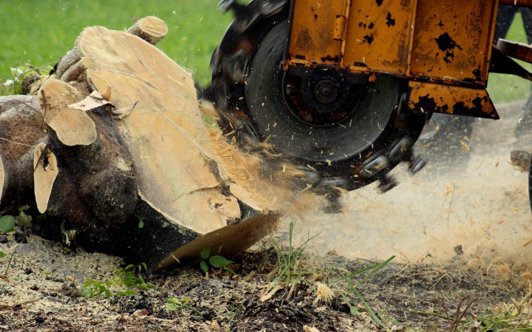Best Tree Stump Removal Contractor in Cheshire, CT