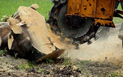 Berlin, CT | Best Stump Grinding & Removal Services