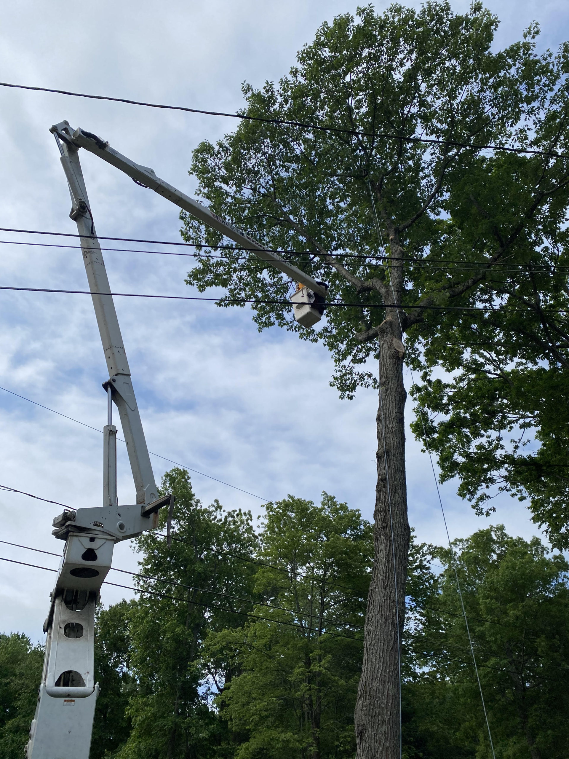 Advantages of Crane Services for Tree Removals | Meriden, CT